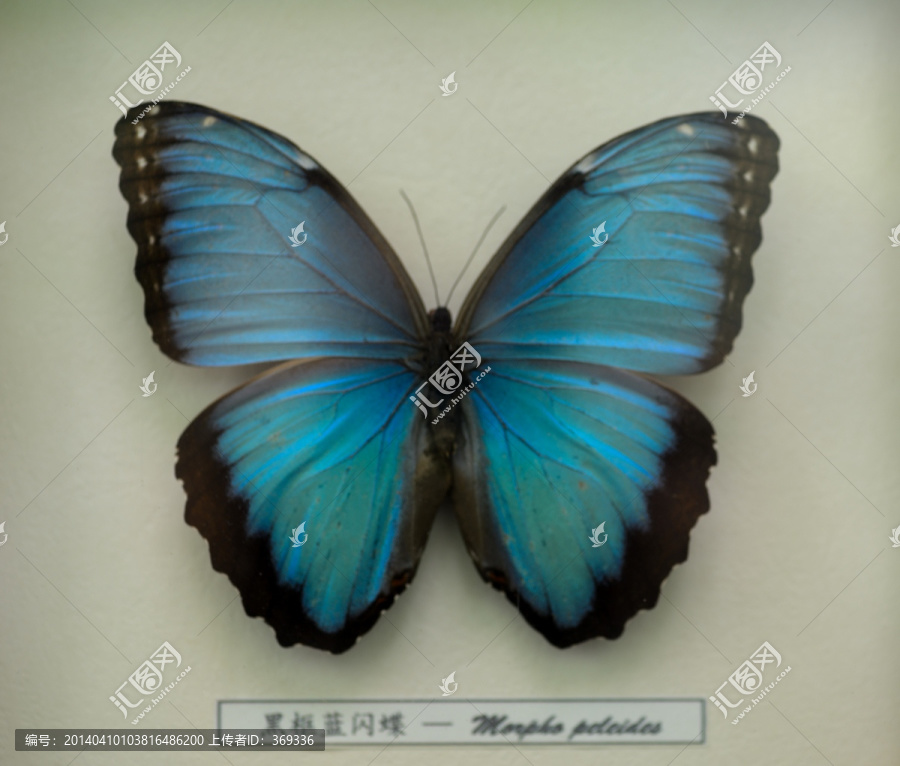 黑框蓝闪蝶标本