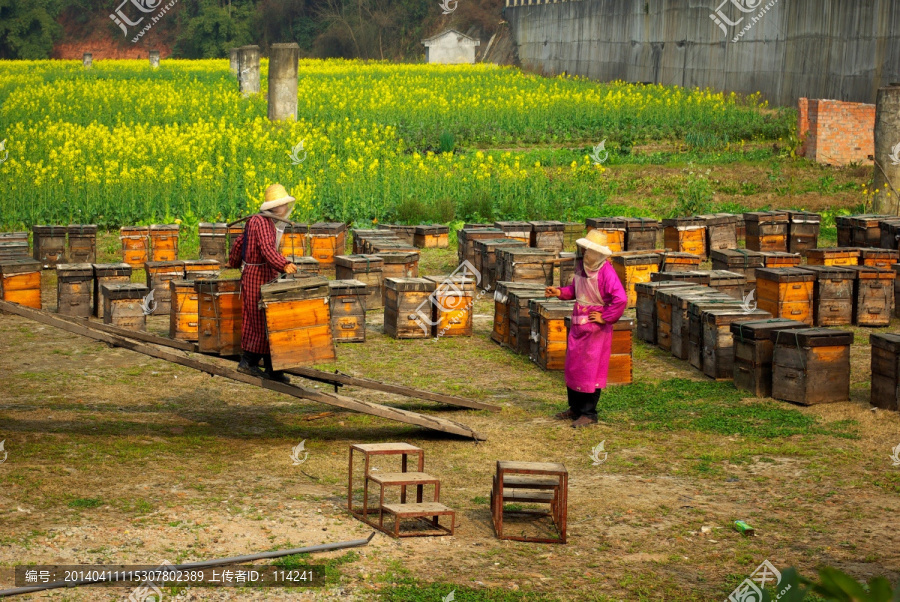 养蜂人劳动场景