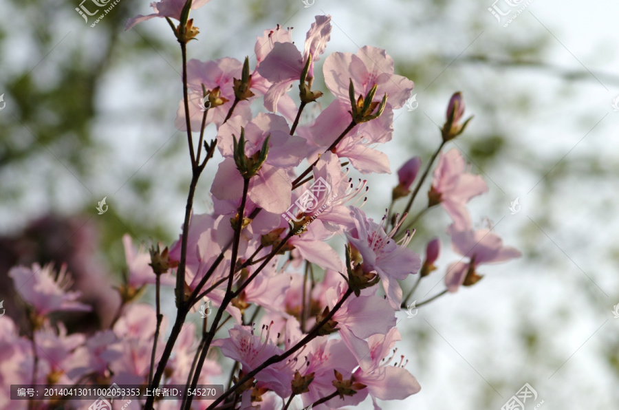 杜鹃花