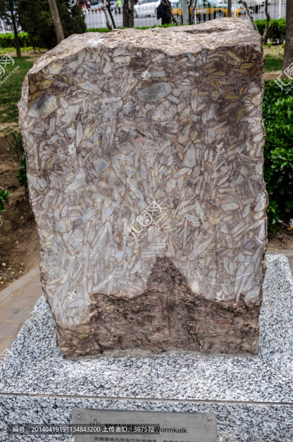 竹叶状灰岩,地质标本