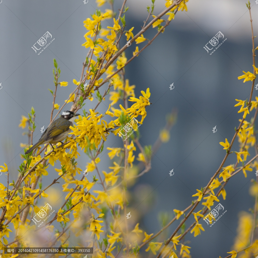 迎春花枝头的白头鹎