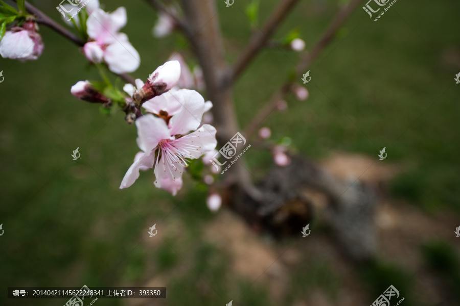 桃花红了,桃树,草坪