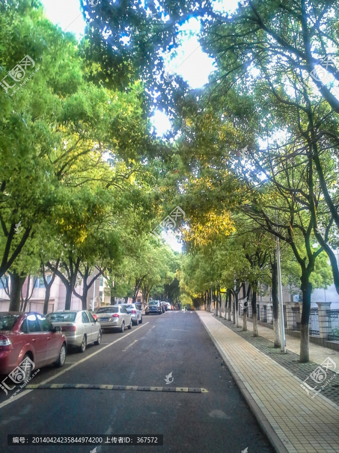 林荫道,马路停车位