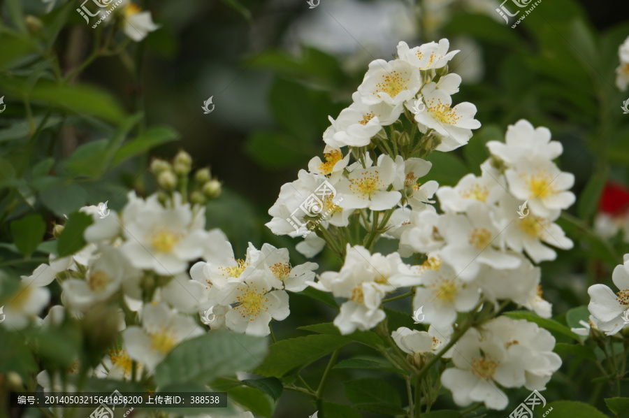 单瓣白蔷薇
