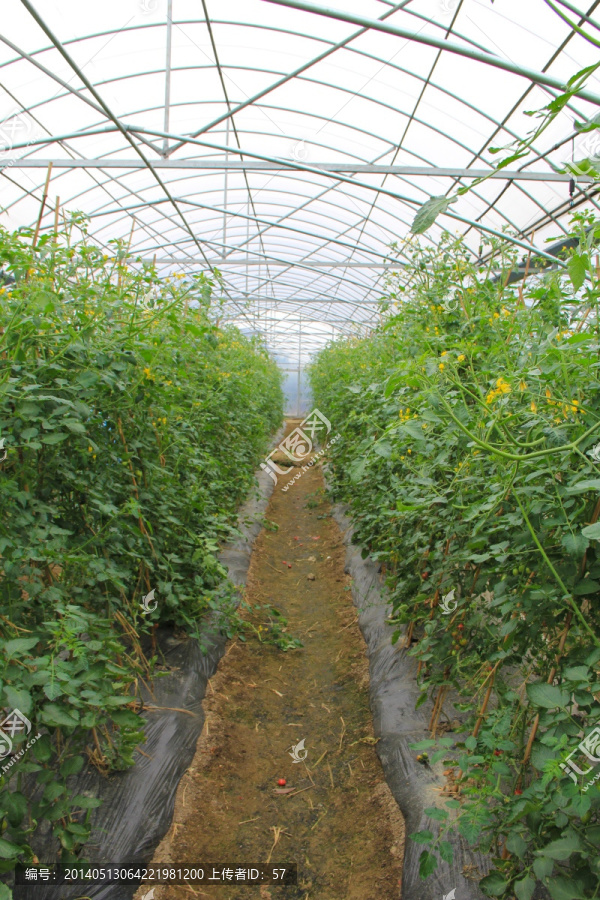 温室,大棚蔬菜,番茄
