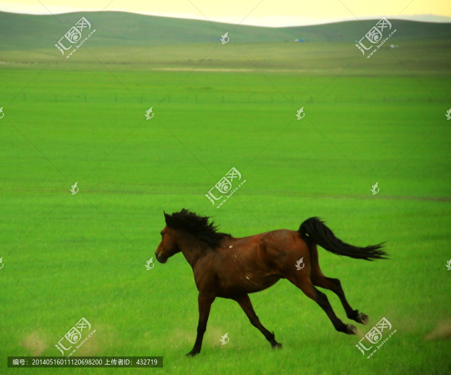 一匹奔跑的马,草原