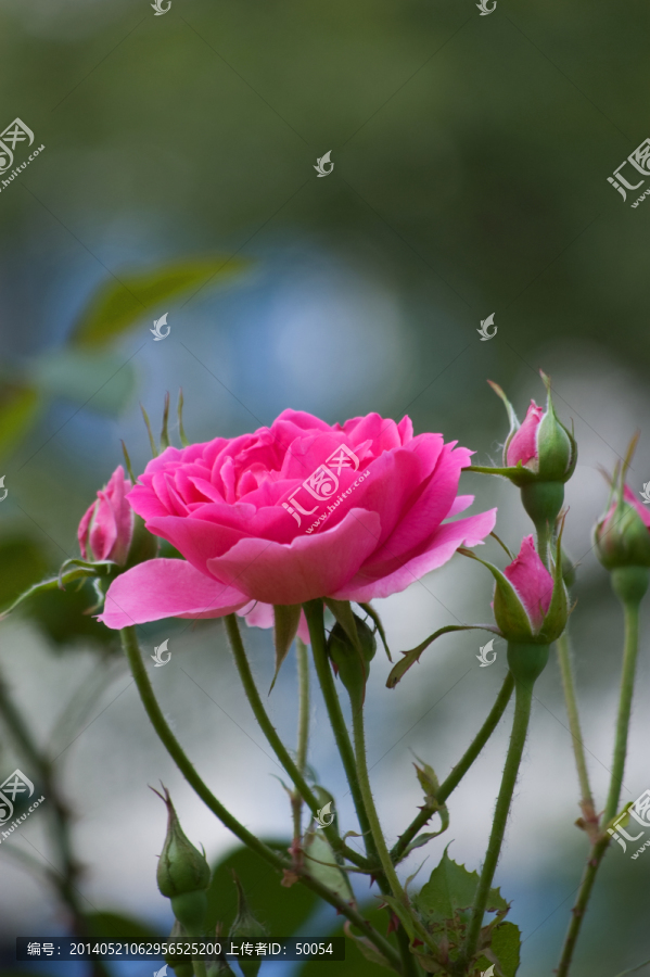 月季花特写
