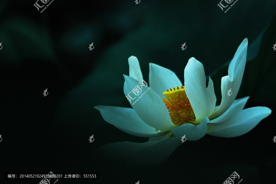 荷花