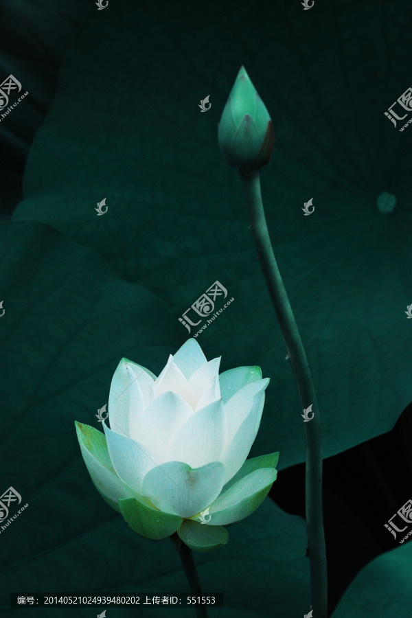 荷花