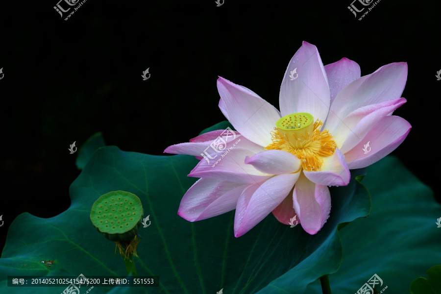 荷花