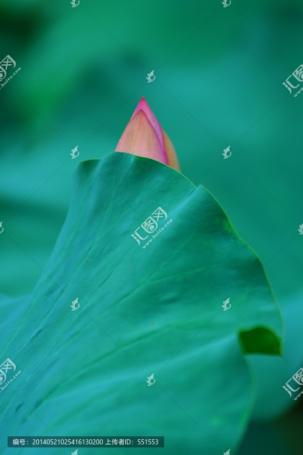 荷花蕾