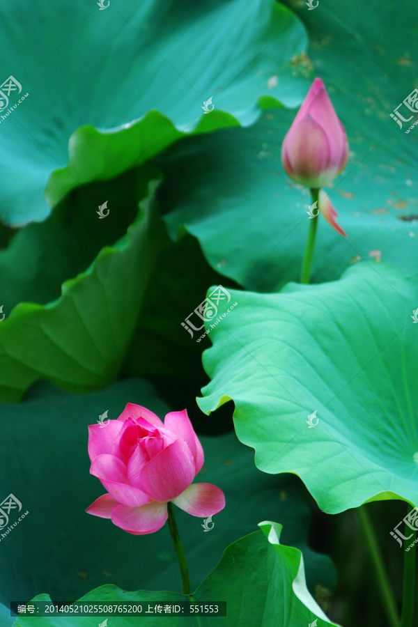 荷花