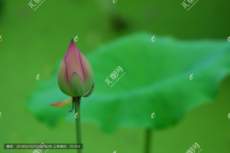 莲蓬