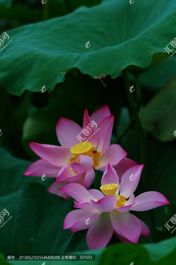 荷花