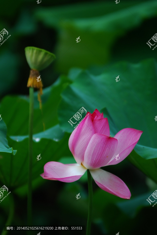 荷花