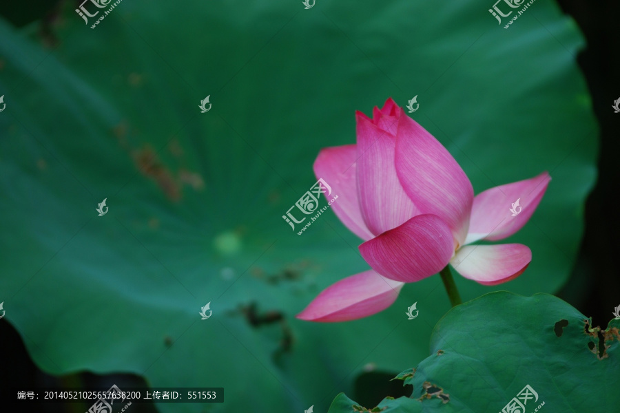 荷花