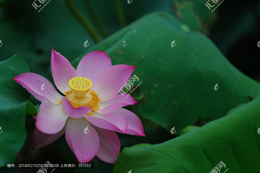 荷花