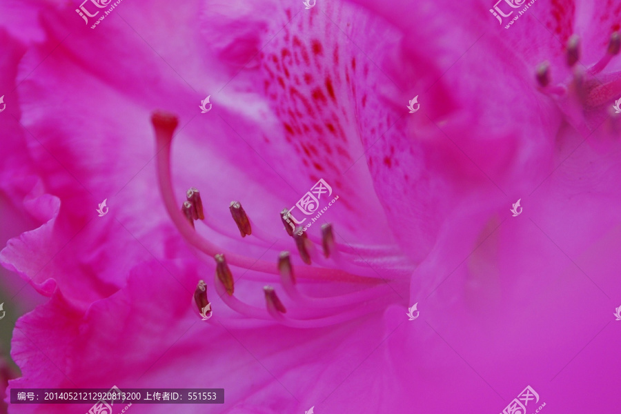 花卉背景