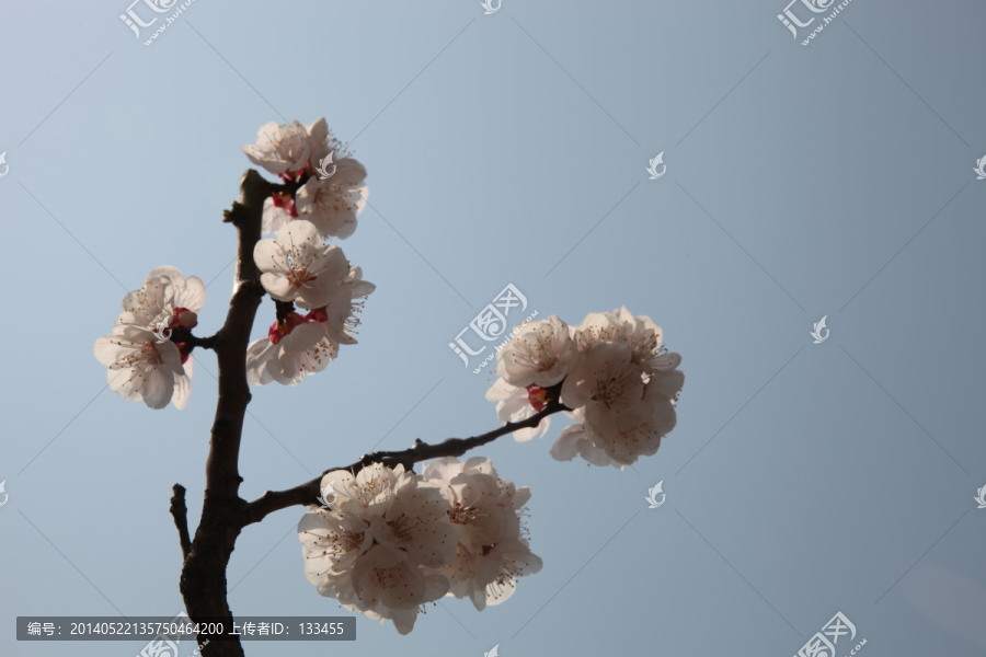 杏花