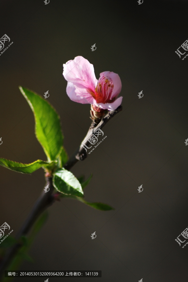 桃花,花朵,花卉,春花,花瓣