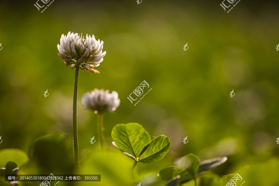白车轴草,小花