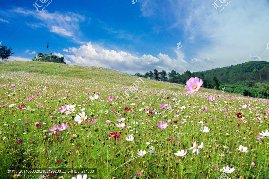 格桑花