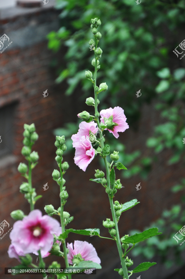 手巾花