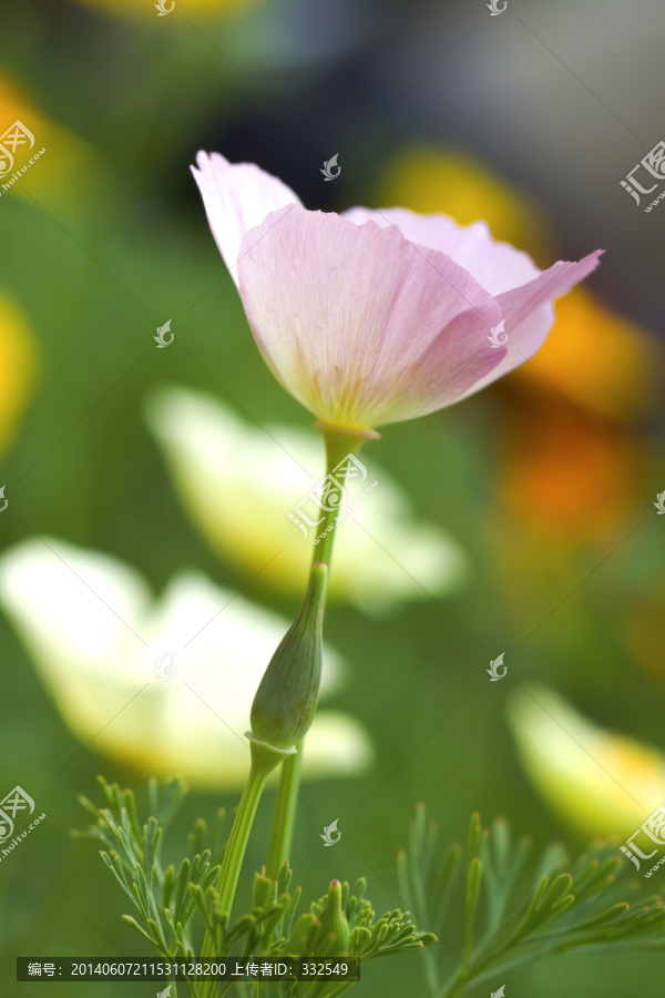 花菱草