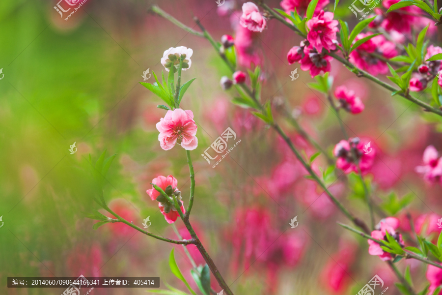 写意桃花