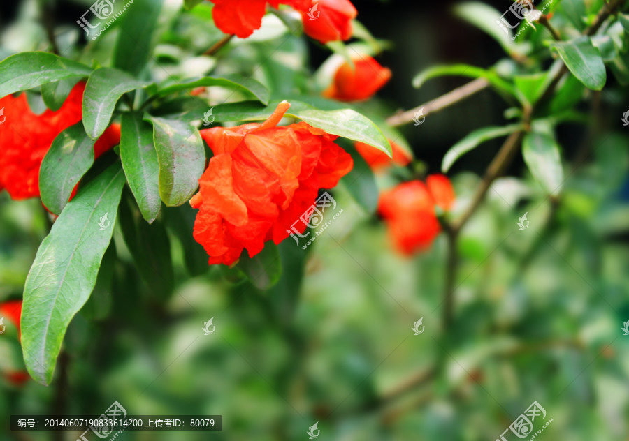 石榴花