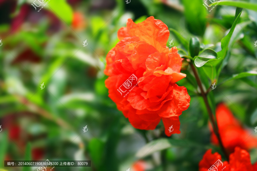 观赏石榴花