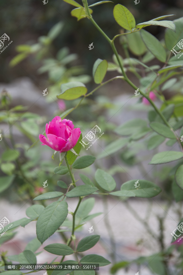 红色的月季花