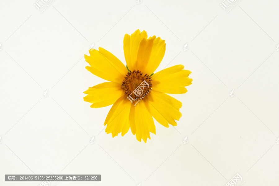 一朵太阳花
