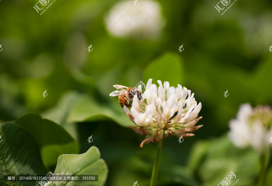 蜜蜂与白车轴草,微距