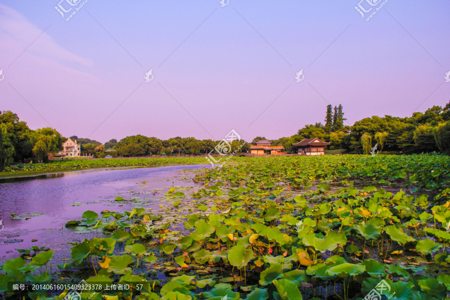 西湖美景,曲院风荷