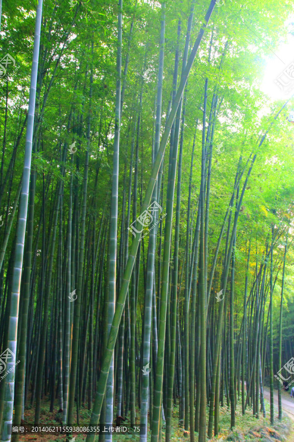 竹林
