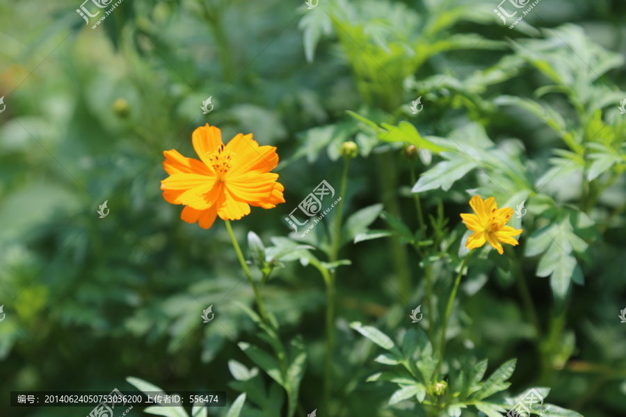 花卉