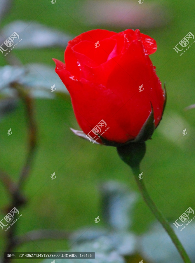 一只红玫瑰