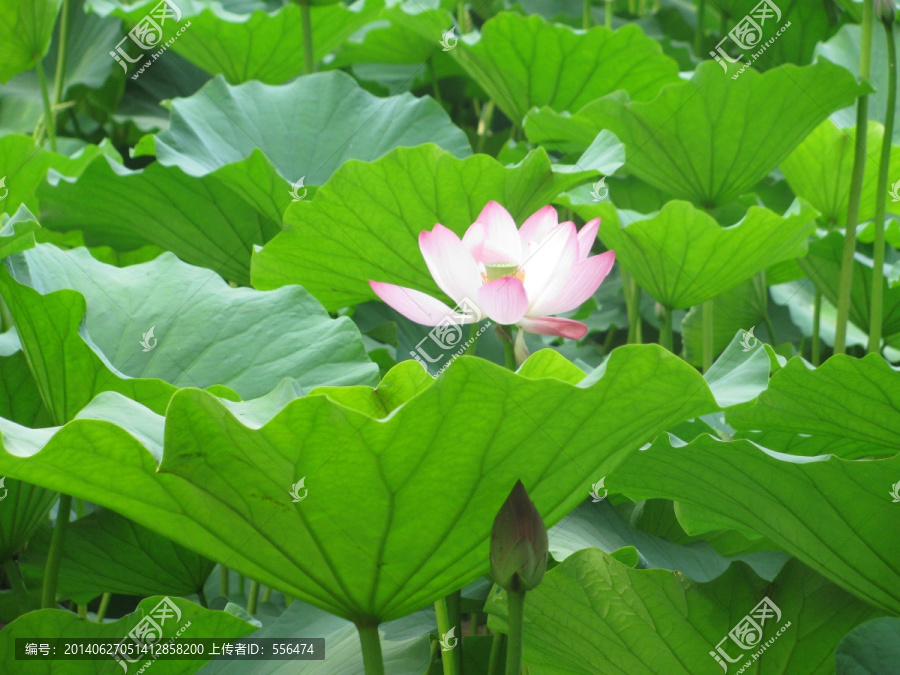 荷花