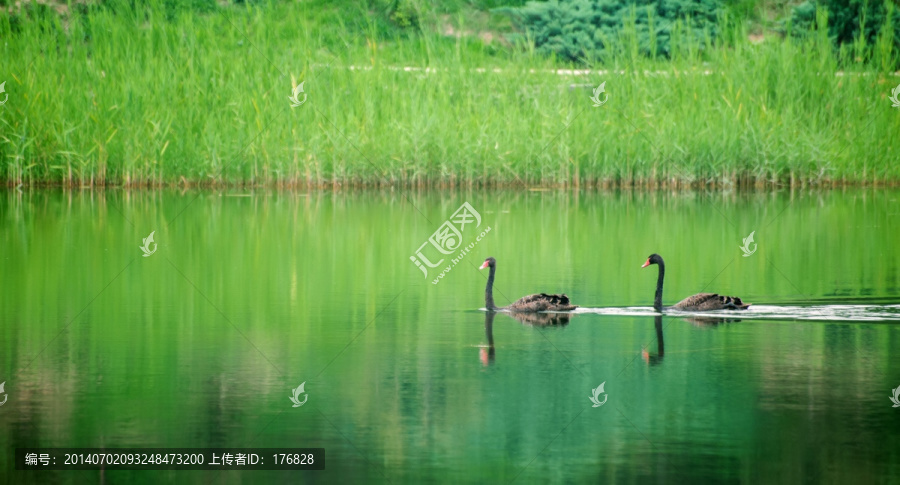 天鹅湖
