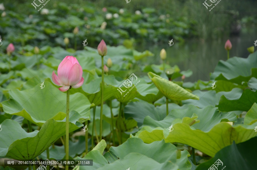 荷花花骨朵儿摄影图