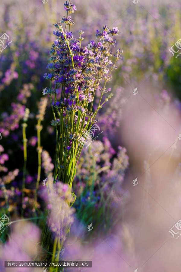薰衣草,紫花,香料
