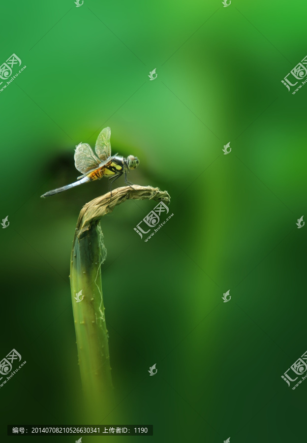 蜻蜓