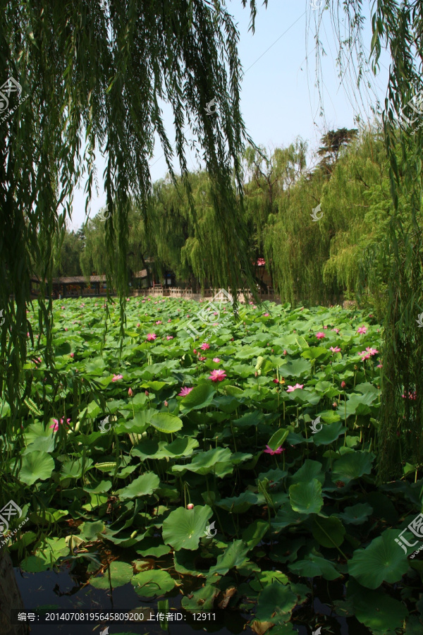 荷花池,荷塘