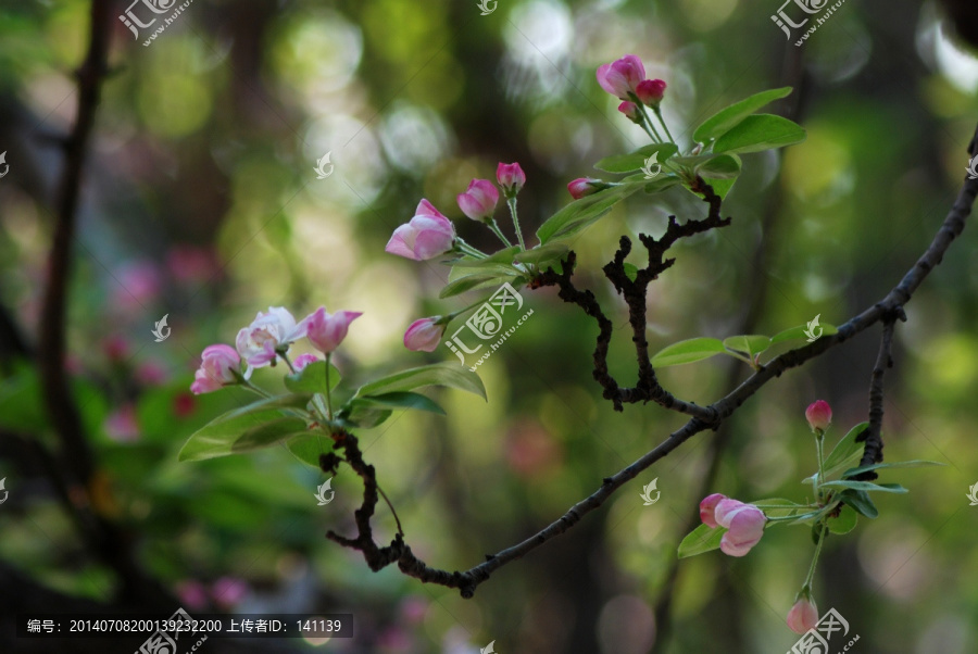 海棠花,花卉,花朵,春花,花瓣