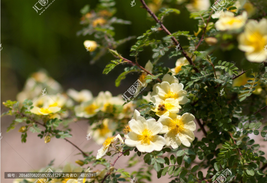 花