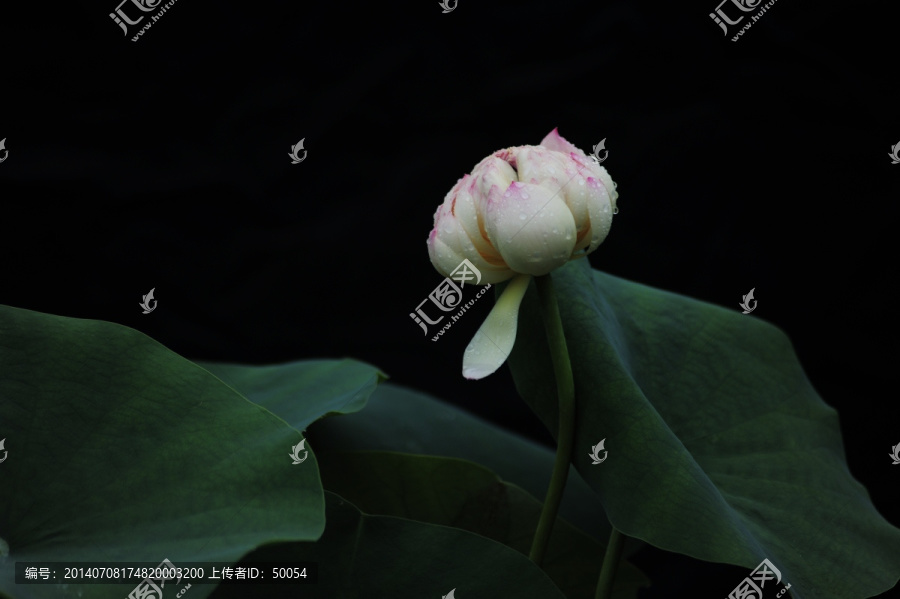 雨荷