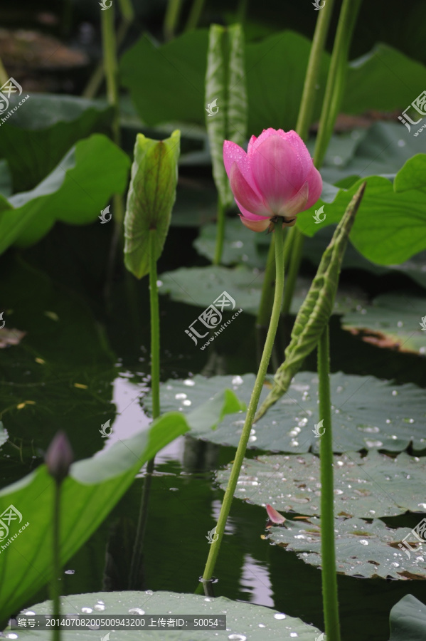 雨荷