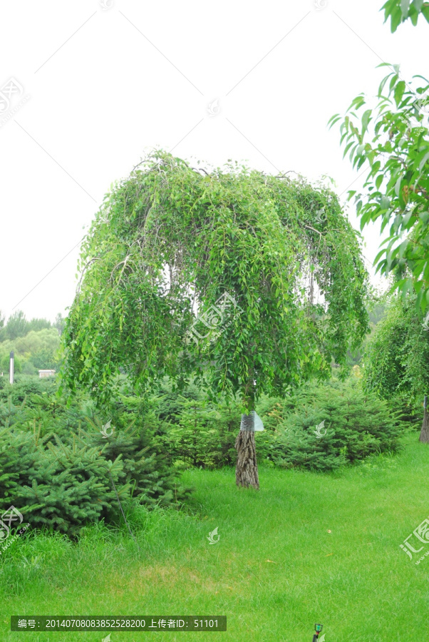绿草地