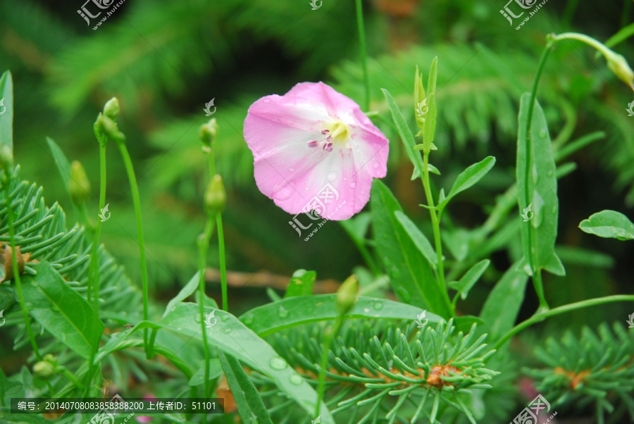 田旋花,夹竹桃